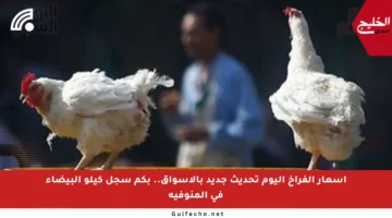 أسعار الفراخ اليوم تحديث جديد بالأسواق.. بكم سجل كيلو البيضاء في المنوفية